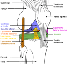 articulación rodilla