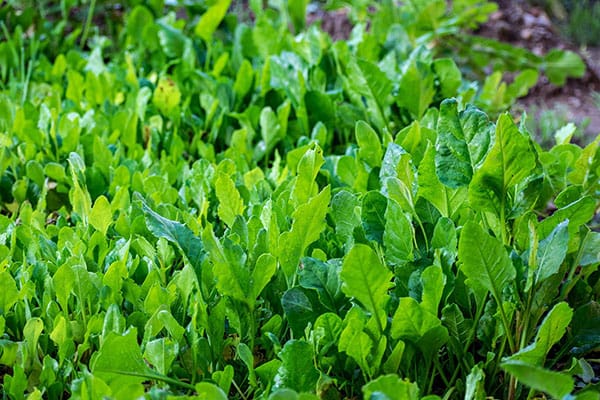 10 Alimentos fundamentales para tener un cuerpo 10 7 Espinacas